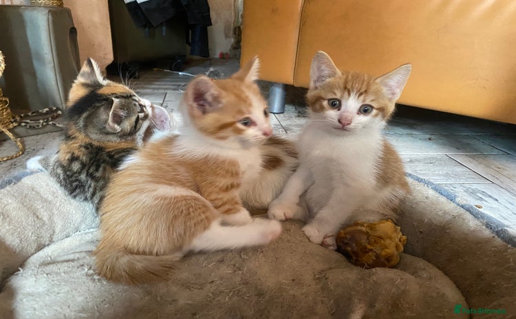 Domestic Shorthair cats - Advert 1