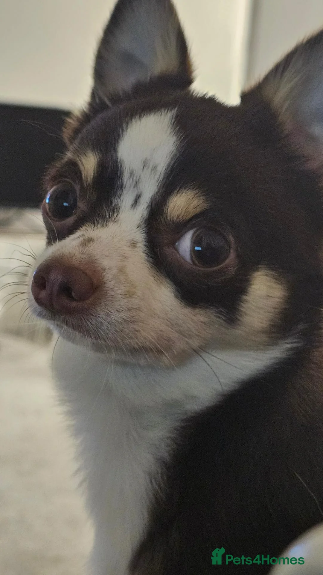 Chihuahua dogs for stud: Reggie-Quality Stud (Champion Breeding Background) - Advert 14