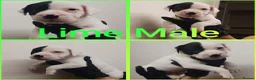 Staffordshire Bull Terrier dogs for sale: Staffordshire bull terrier  - Advert 8
