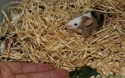 Mouse rodents for sale: Satin, long and short haired varieties  - Image 34