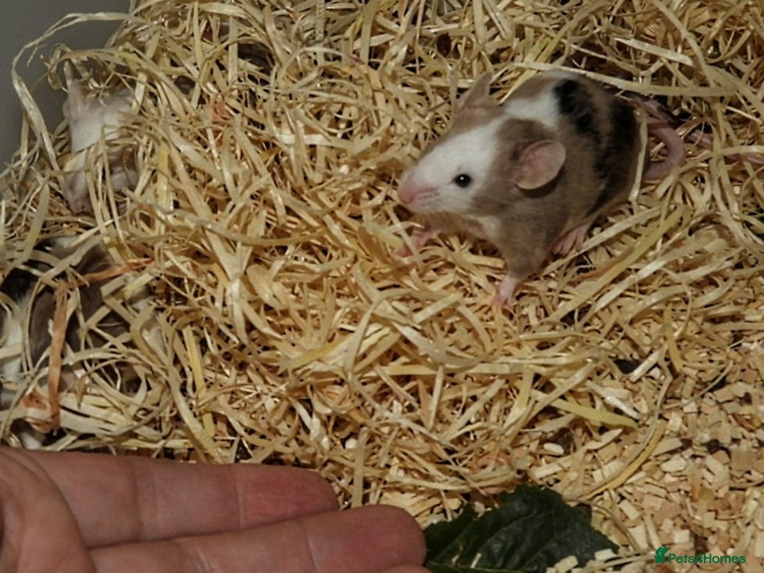 Mouse rodents for sale: Satin, long and short haired varieties  - Image 34