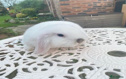 Mini Lop rabbits for sale: Ready Now Gorgeous Mini Lop Baby Rabbits Friendly - Image 3