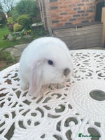 Mini Lop rabbits - Advert 9
