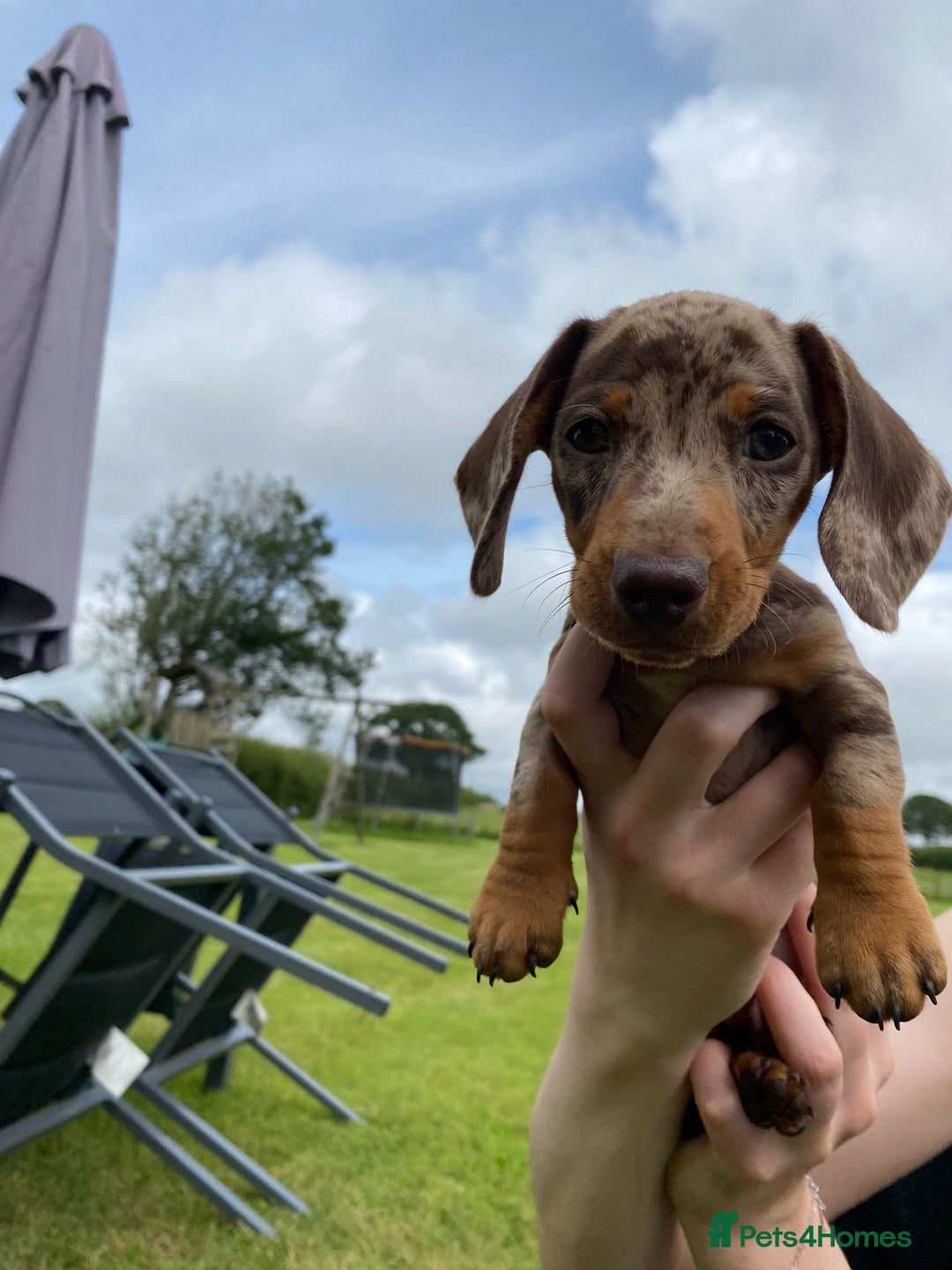 Miniature Dachshund dogs for sale: 5 KC registered smooth coated miniature dachshunds - Image 5