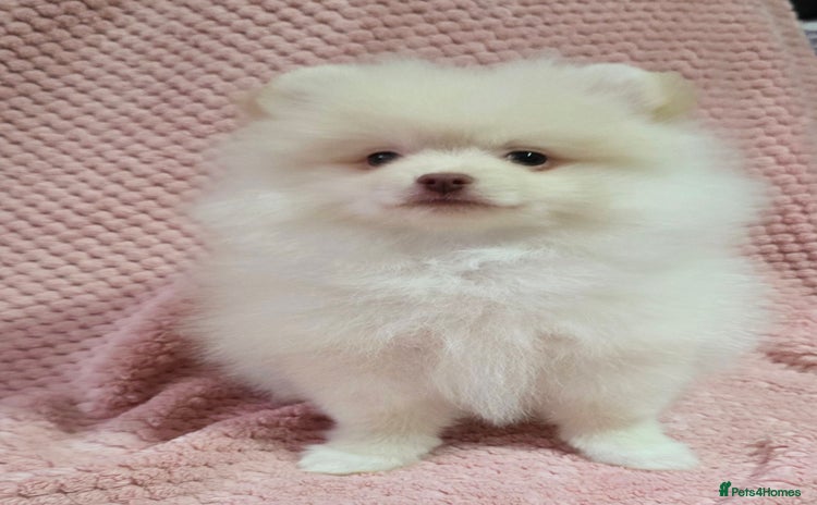 Pomeranian dogs - Advert 1