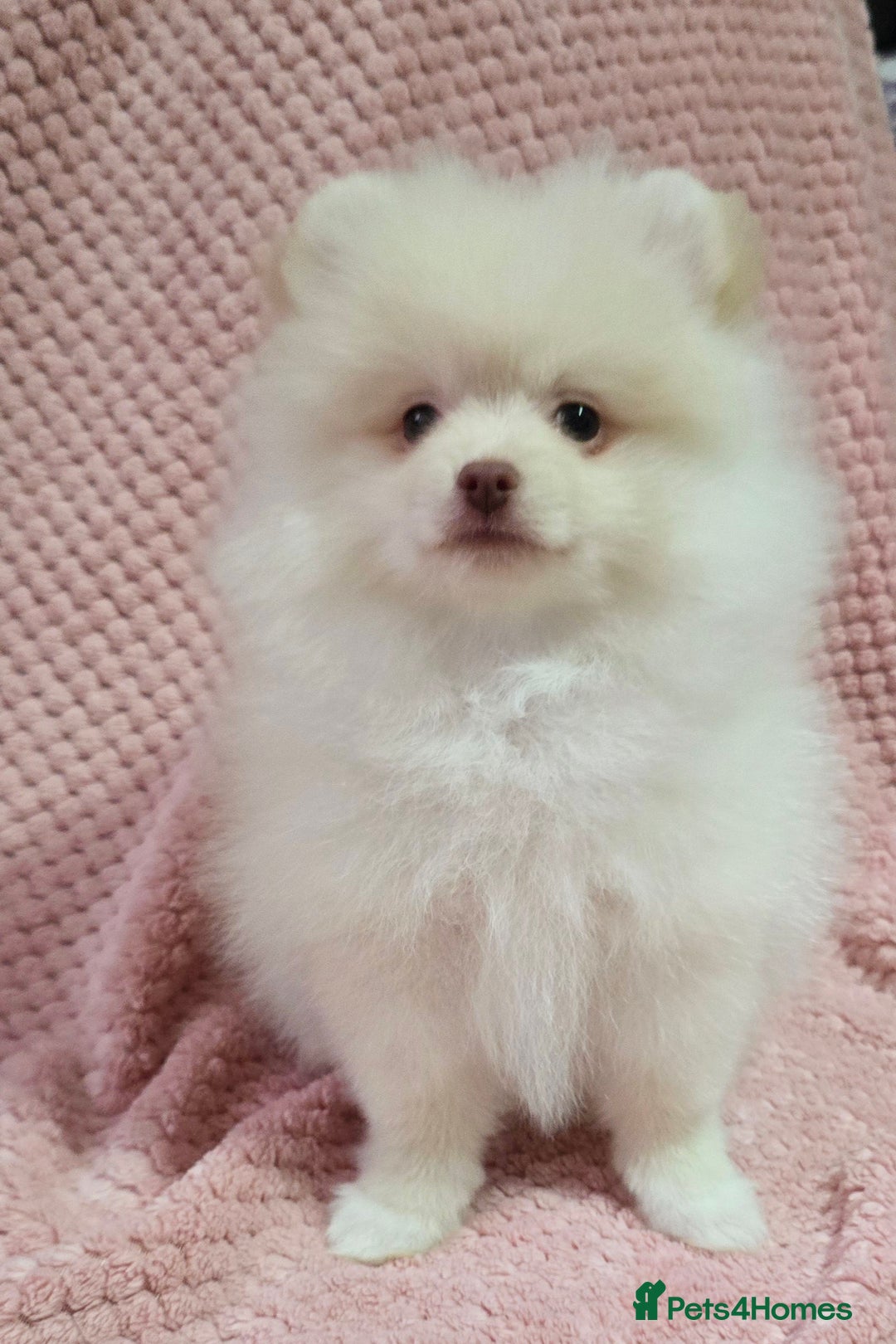 Pomeranian dogs for sale: Last boy left teddy bear face  - Advert 2