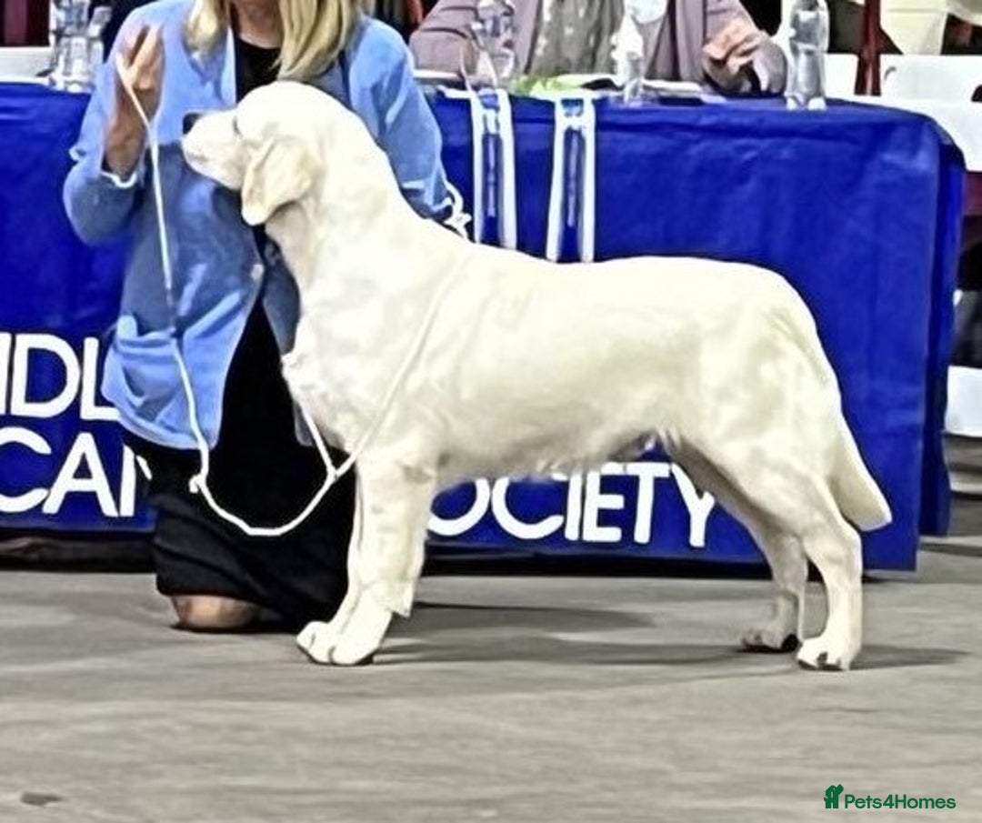 Golden Retriever dogs for stud: At Stud to Approved Bitches - Image 10