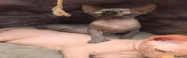 Sphynx Kitten 7