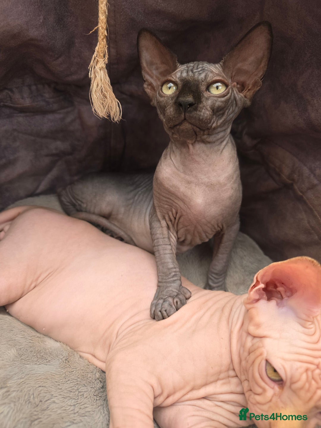Sphynx cats for sale: Adorable Sphynx kittens💝🐈‍⬛🐈 - Image 14