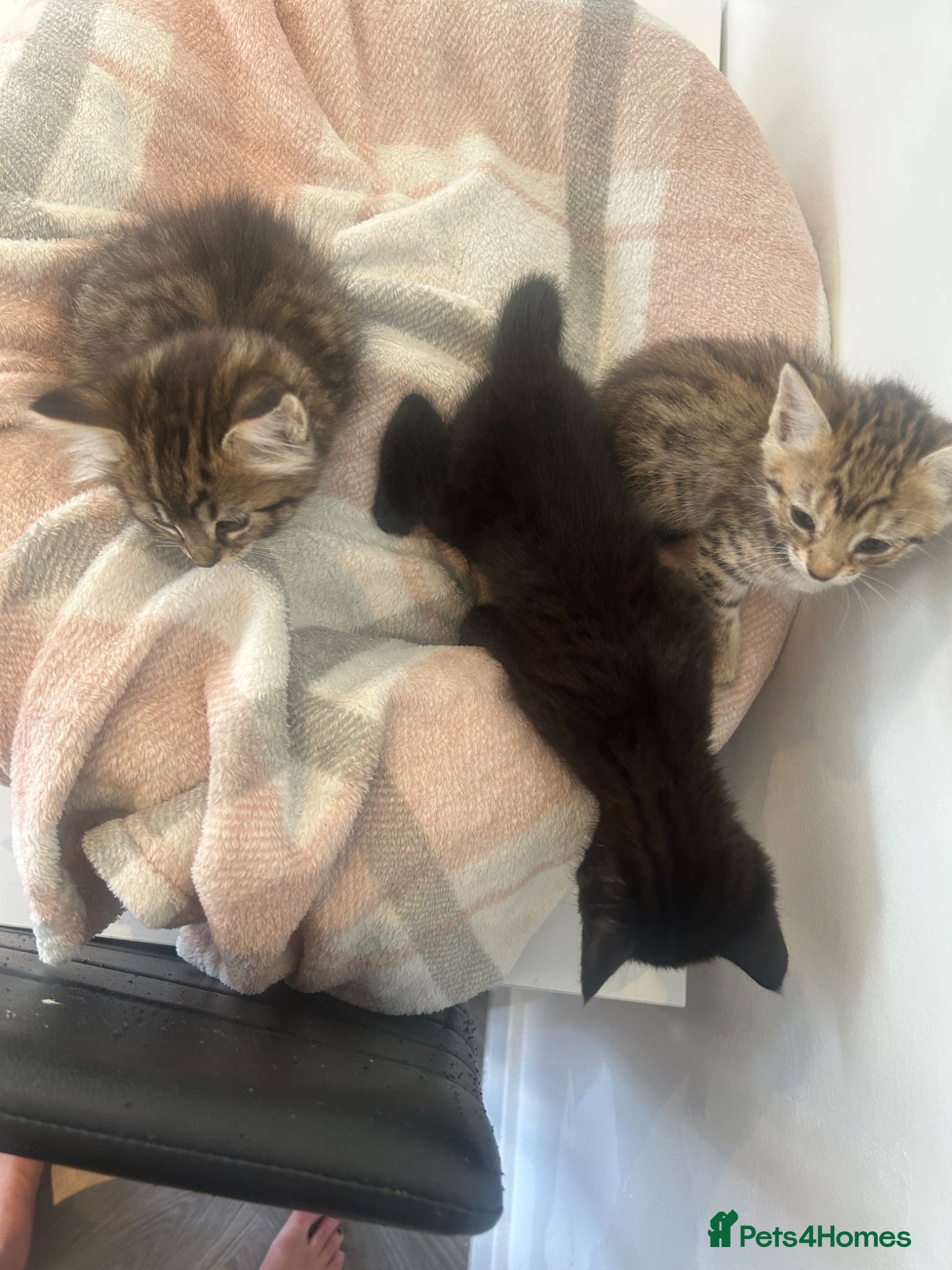 Savannah cats for sale: F3 savannas ready to leave  - Advert 7