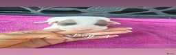Jack Russell dogs for sale: Parson jack russles 5 boys 2 girls  - Advert 19
