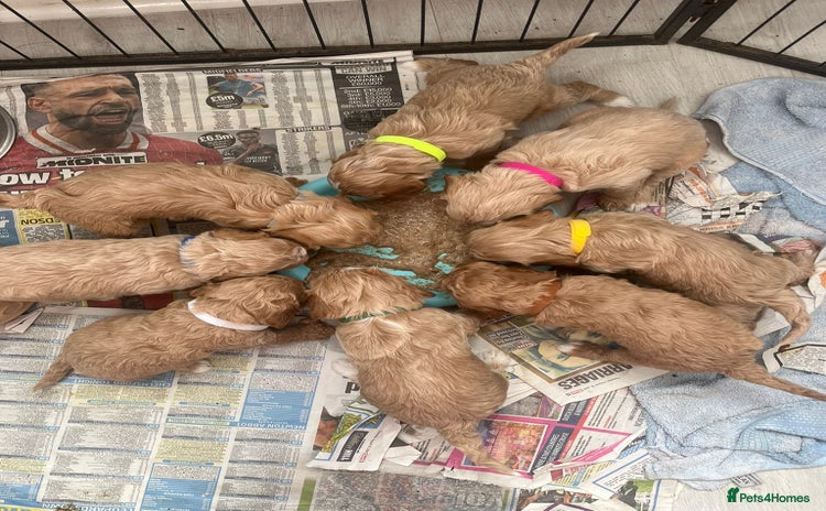 Cockapoo dogs - Advert 5