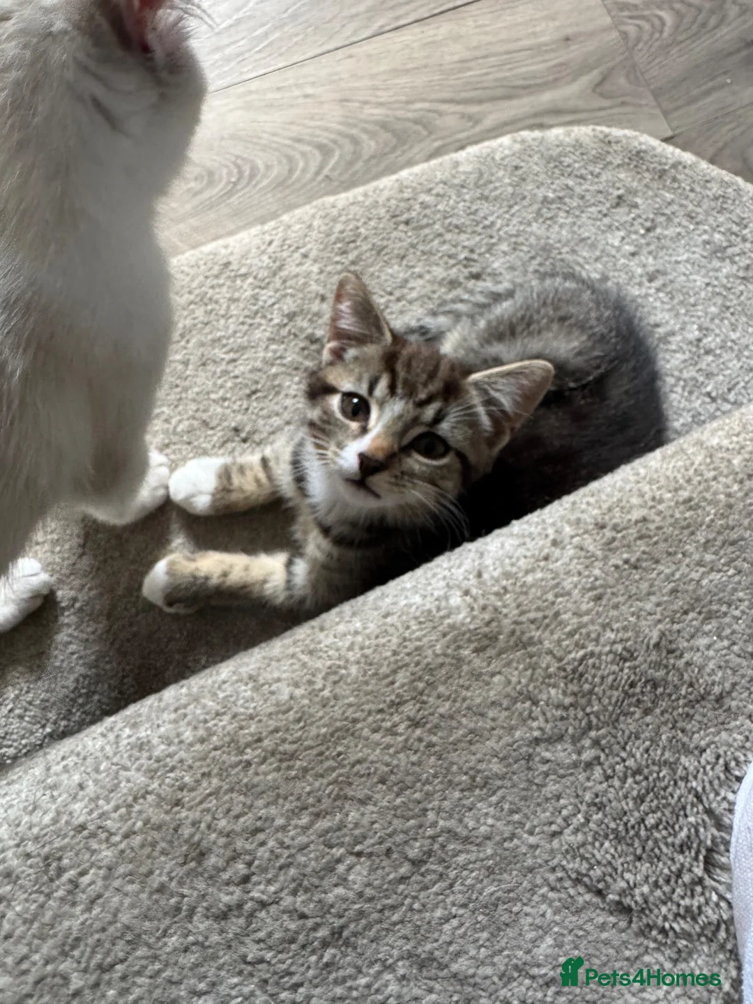 Mixed Breed cats for sale: 2 kittens for sale - Advert 2