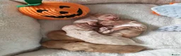 Cocker Spaniel dogs for sale: Beautiful Cocker spaniel puppies  in Driffield - Advert 16