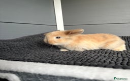 Mini Lop rabbits for sale: Little fluffy mini lops  - Image 18