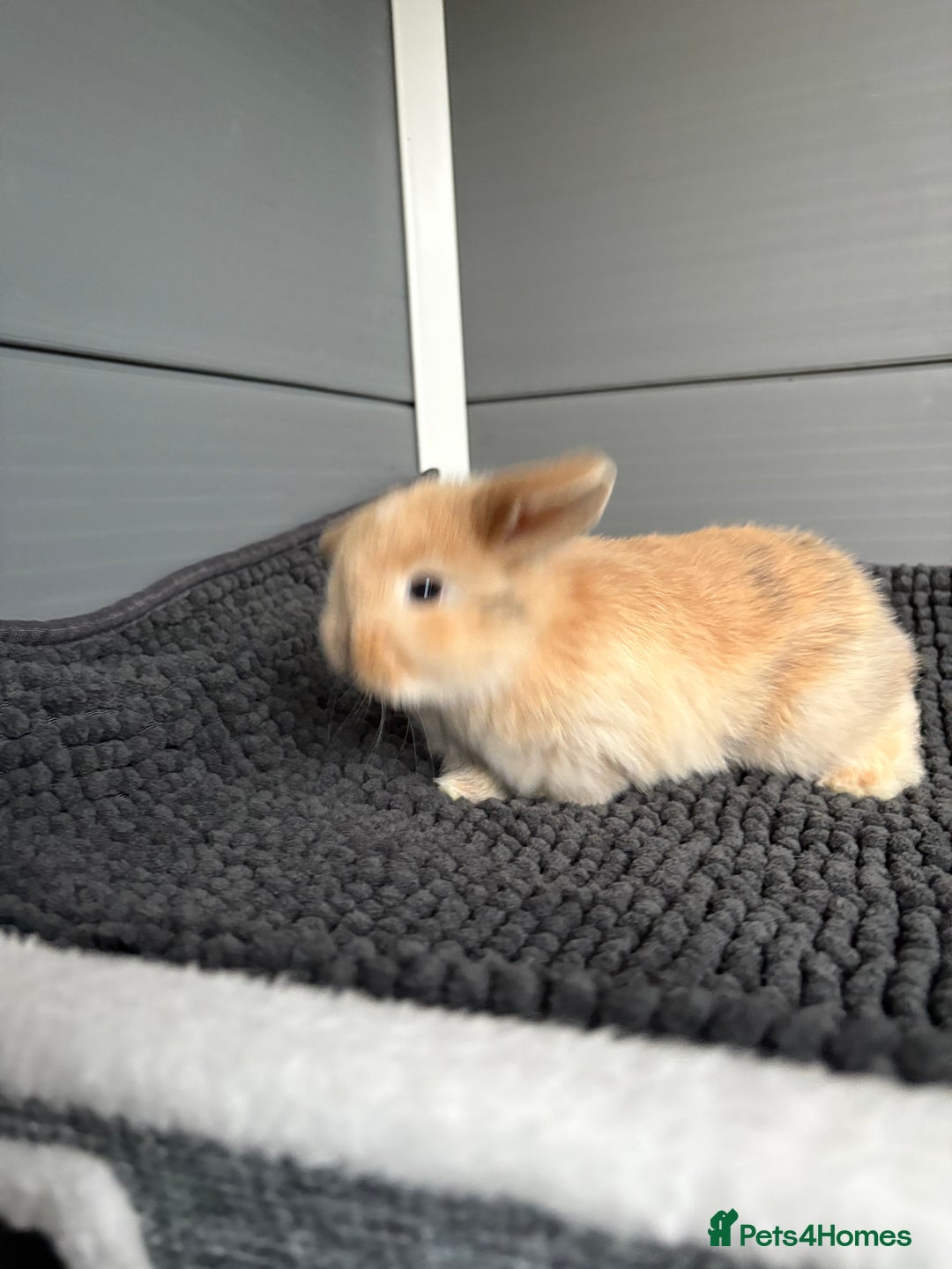 Mini Lop rabbits for sale: Little fluffy mini lops  - Image 18