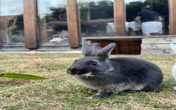 Mixed Breed rabbits for sale: 2 Mini Lop Cross Rabbits - Image 3