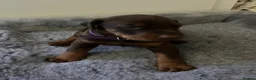 Dobermann dogs for sale: 🏆 Exceptional KC Registered Dobermann Puppies 🏆 - Advert 12