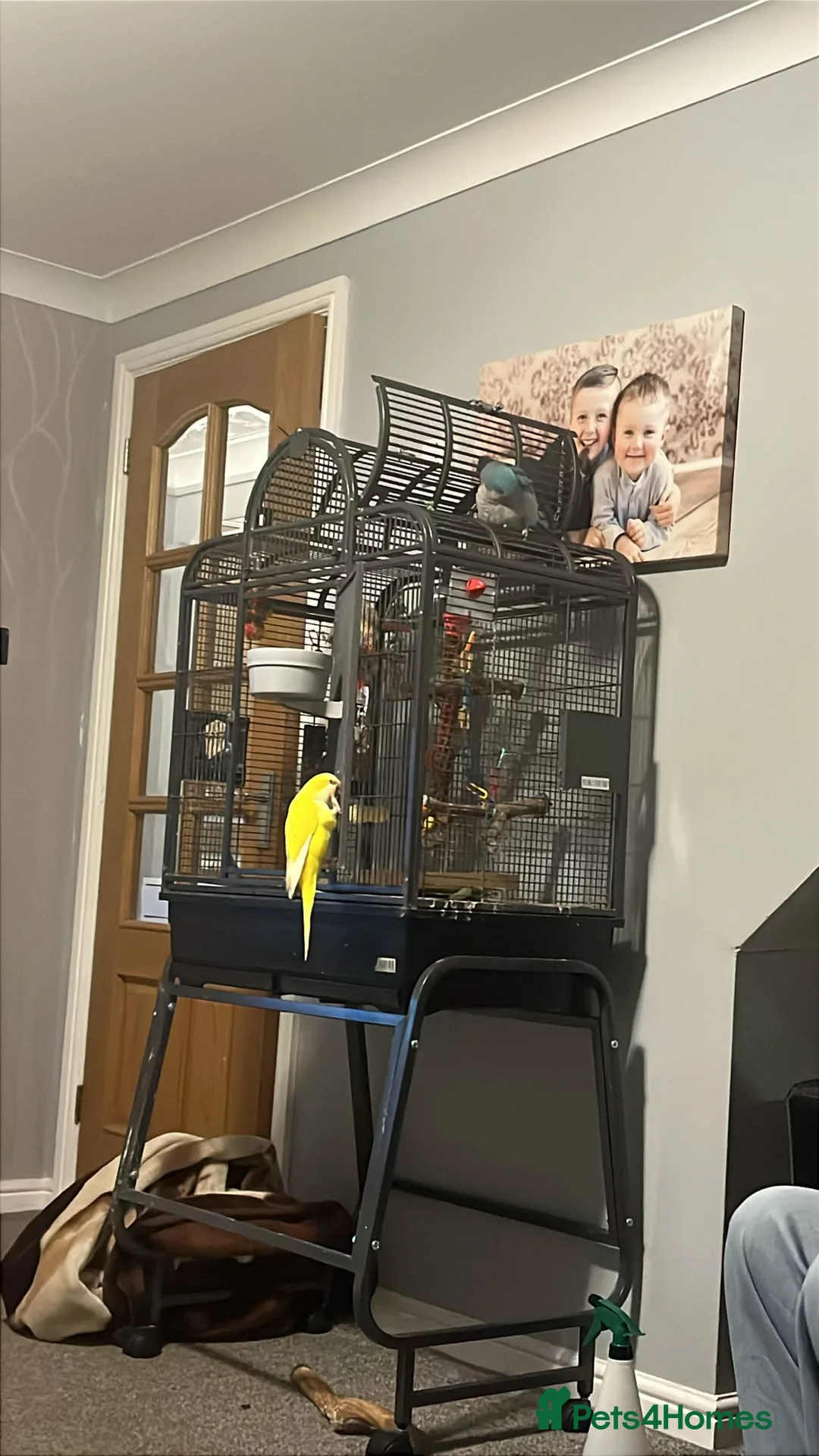 Parrots birds for sale: 2 gorgeous  monk / quakers  in Stevenage - Advert 3