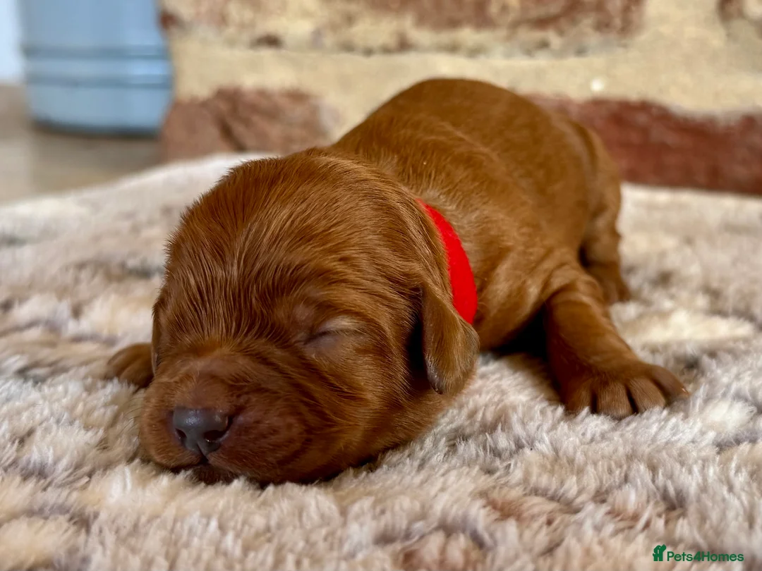 Cavapoo dogs for sale: F1 cavapoos  - Advert 19