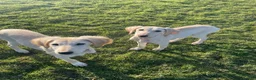 Saluki dogs for sale: 4 month old Saluki girl pup - Advert 3
