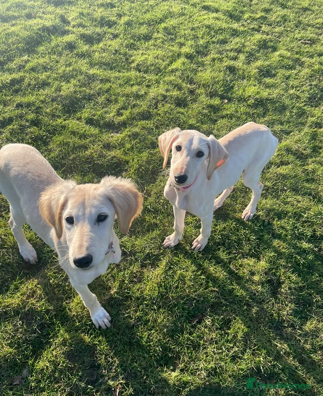 Saluki dogs for sale: 4 month old Saluki girl pup - Advert 3