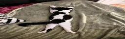 Mixed Breed cats for sale: Flynn Aged 2 - Advert 11
