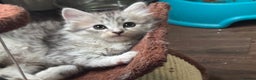 Siberian cats for sale: 3 Siberian blue boy kittens - Advert 5