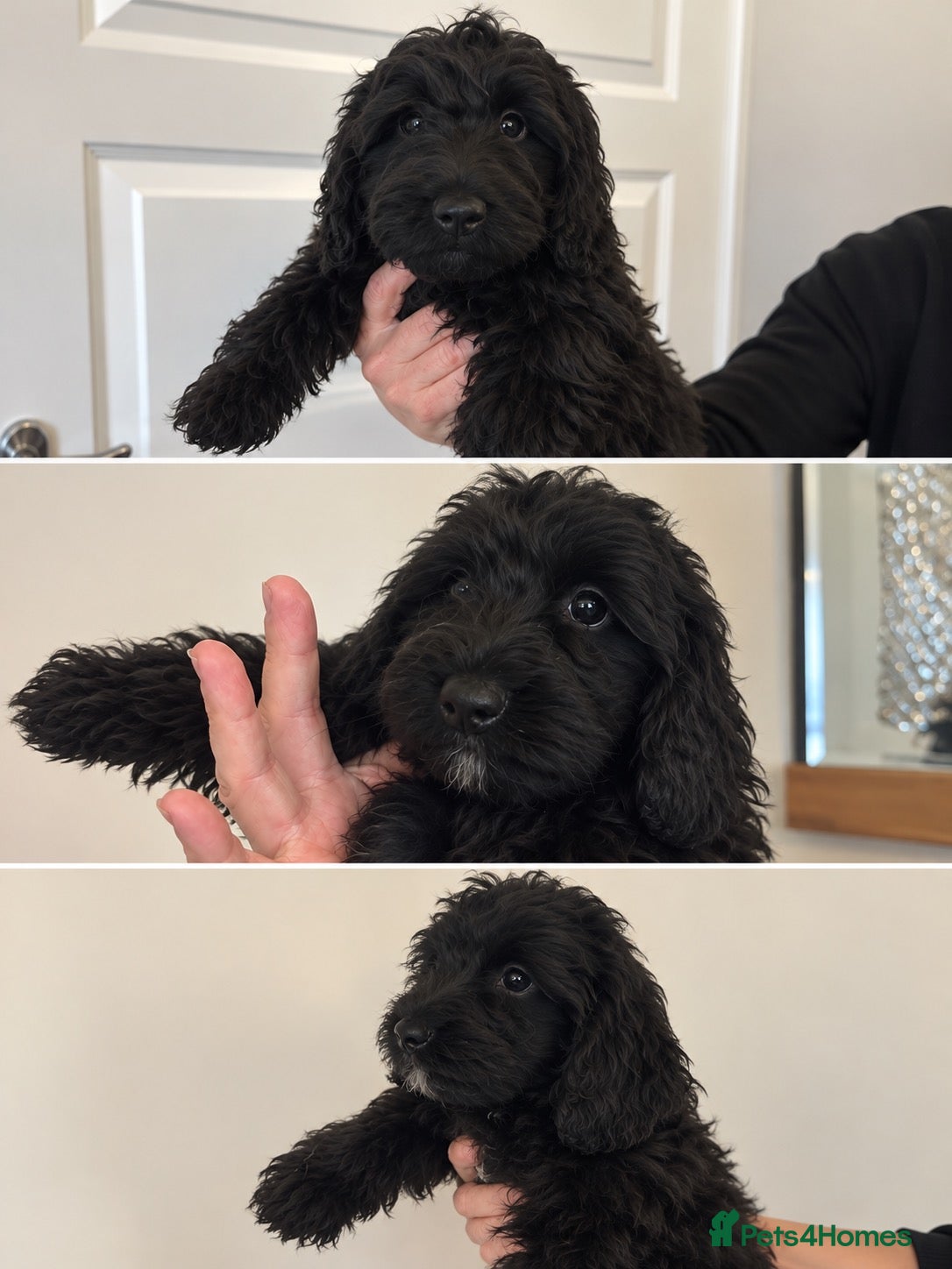Doxiepoo dogs Fur Doxipoo Babies  - Advert 5