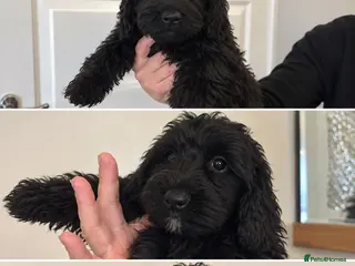 Doxiepoo dogs Fur Doxipoo Babies - Advert 5