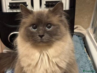 Ragdoll cats Active female pure Ragdoll - Advert 3