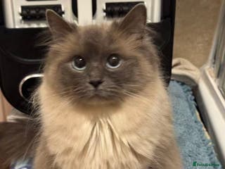 Ragdoll cats Active female pure Ragdoll - Advert 12