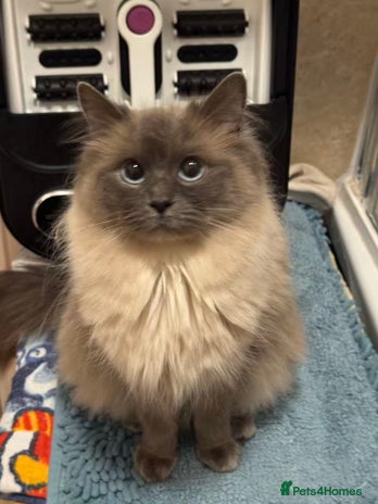 Ragdoll cats Active female pure Ragdoll - Advert 1