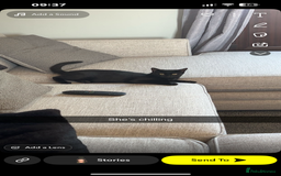 European cats for sale: 3 Female cats  - Advert 6