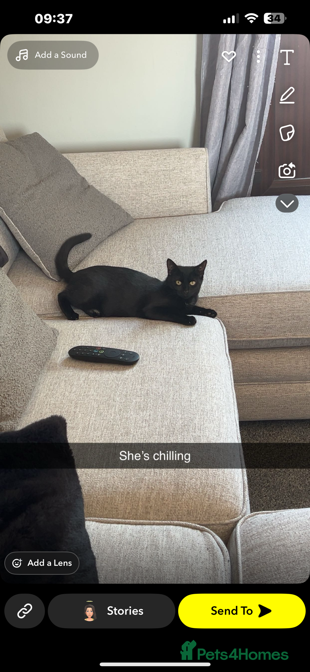 European cats for sale: 3 Female cats  - Advert 6