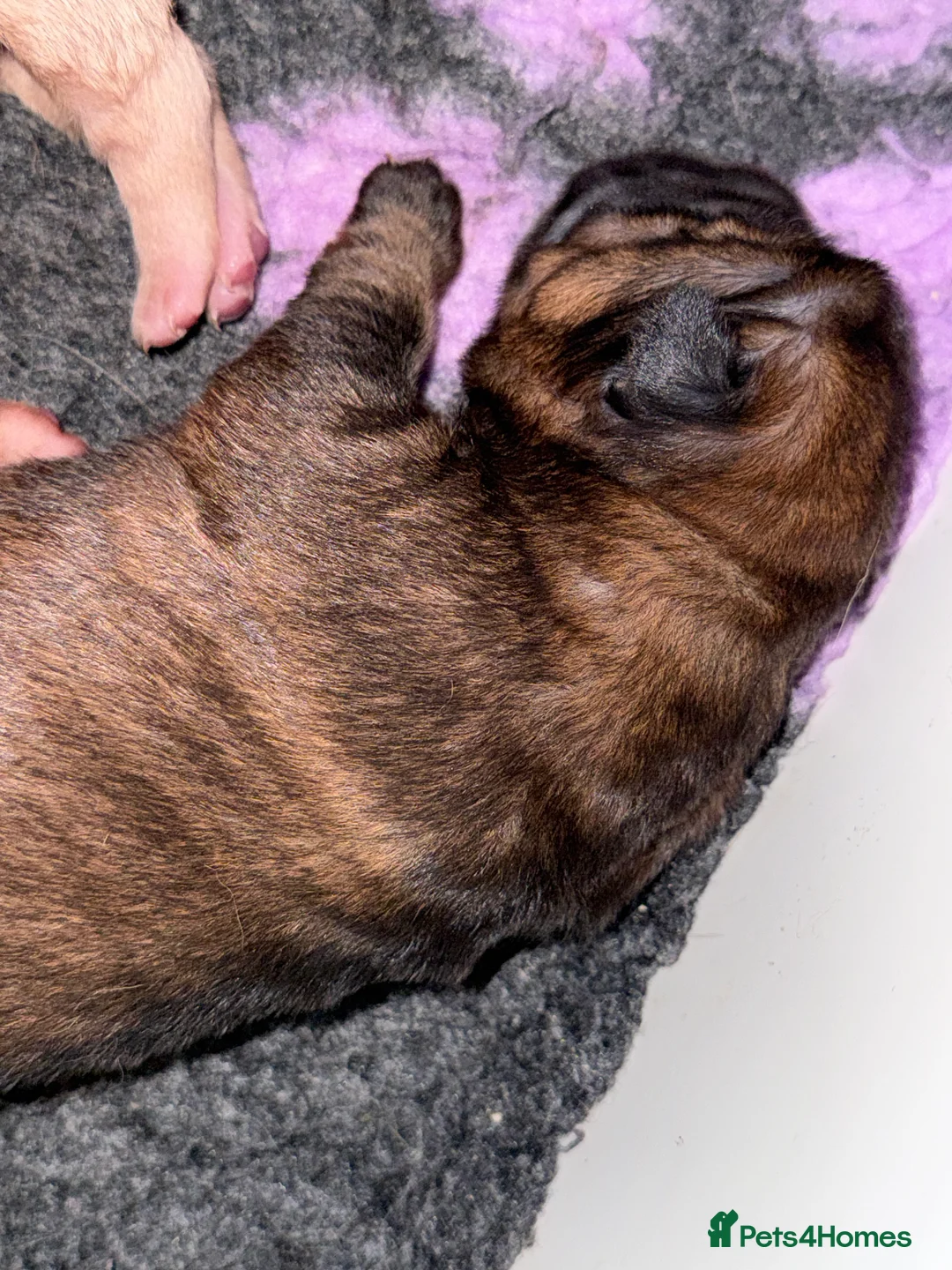 Shar Pei dogs for sale: Bear Coat Shar Pei  in Bathgate - Advert 2