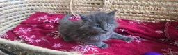 Maine Coon cats for sale: Maine Coon Kitten Reservation  - Advert 3