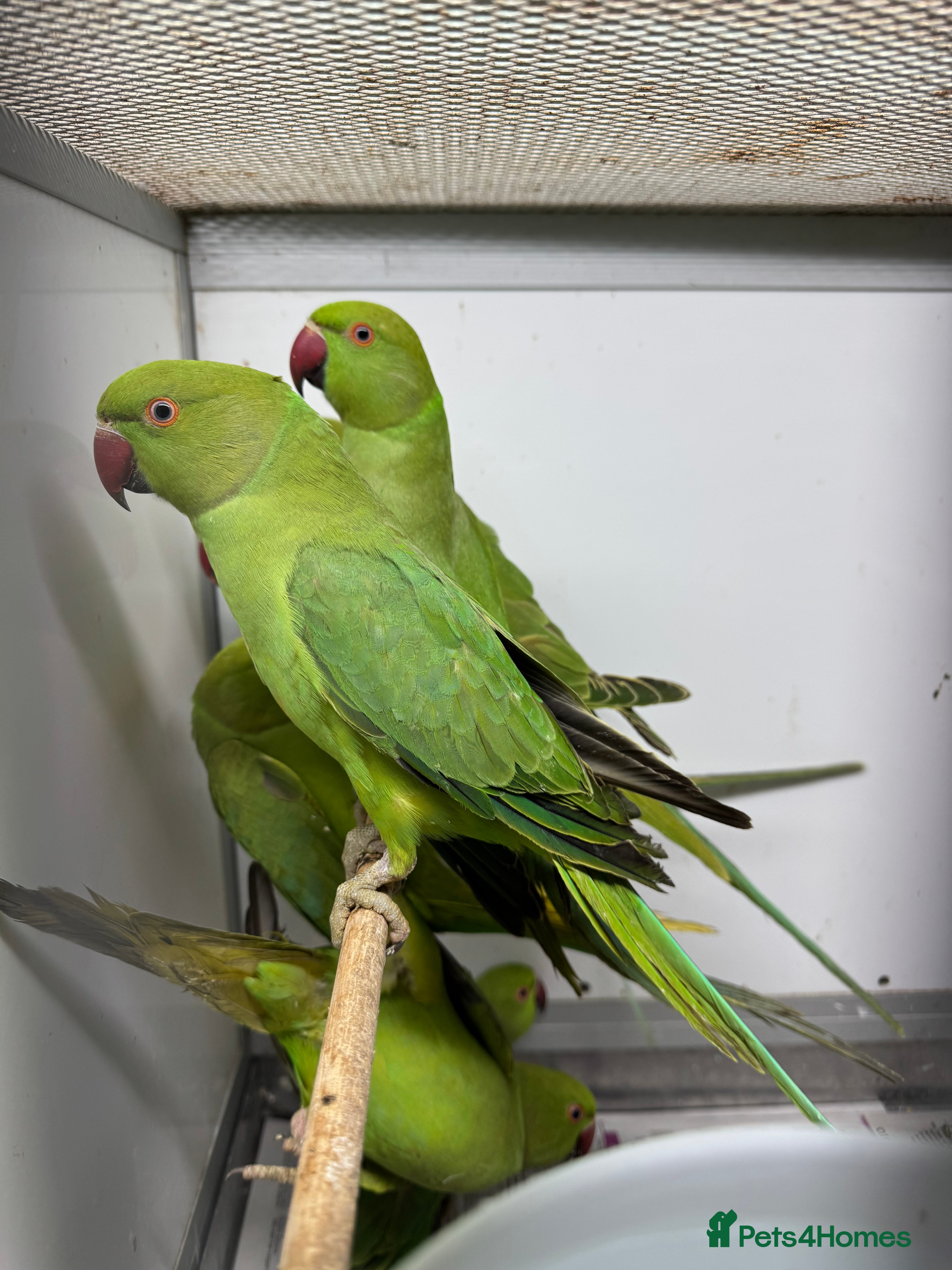 Ringnecks birds Indian Ringneck Parakeets - Advert 18