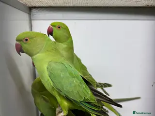 Ringnecks birds Indian Ringneck Parakeets - Advert 18