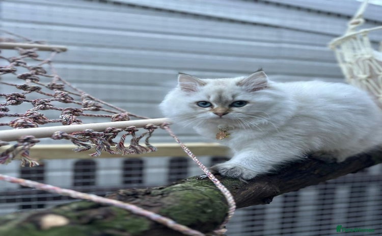 British Longhair cats Stunning Colour Point Girl - Advert 1