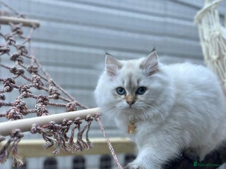 British Longhair cats Stunning Colour Point Girl - Advert 7