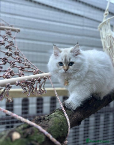 British Longhair cats Stunning Colour Point Girl - Advert 1