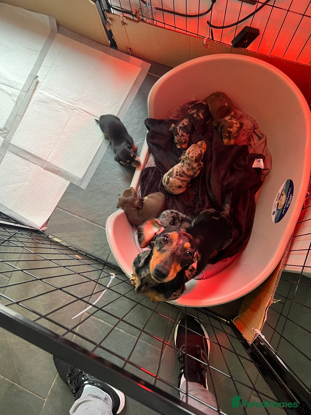 Miniature Dachshund dogs for sale: 🐾 ADORABLE MINIATURE DACHSHUND PUPPIES 🐾 in Swansea - Advert 2