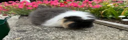 Guinea Pig rodents for sale: Beautiful Swiss sows (female)  - Advert 7