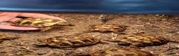 Hermann Tortoise reptiles for sale: HERMANNS TORTOISE YOUNGSTERS UK BRED AUTUMN 2025  - Advert 3