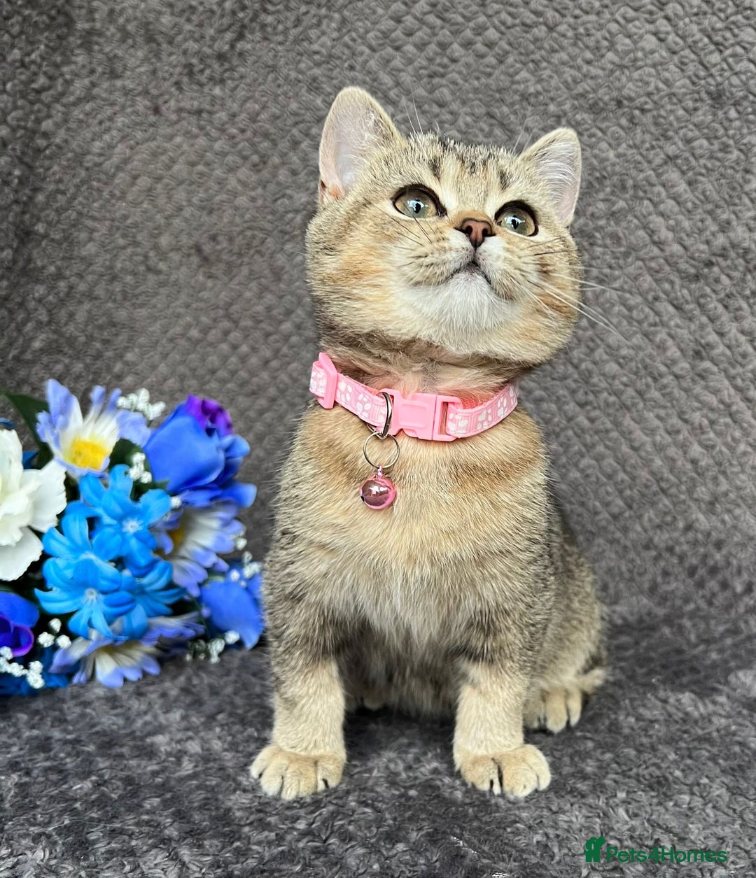 British Shorthair cats for sale: TICA registered British Shorthair kittens - Image 16