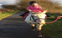 Riding pony horses for sale: For Sale Kids Lead Rein Pony! Safe and Bombproof - Advert 22