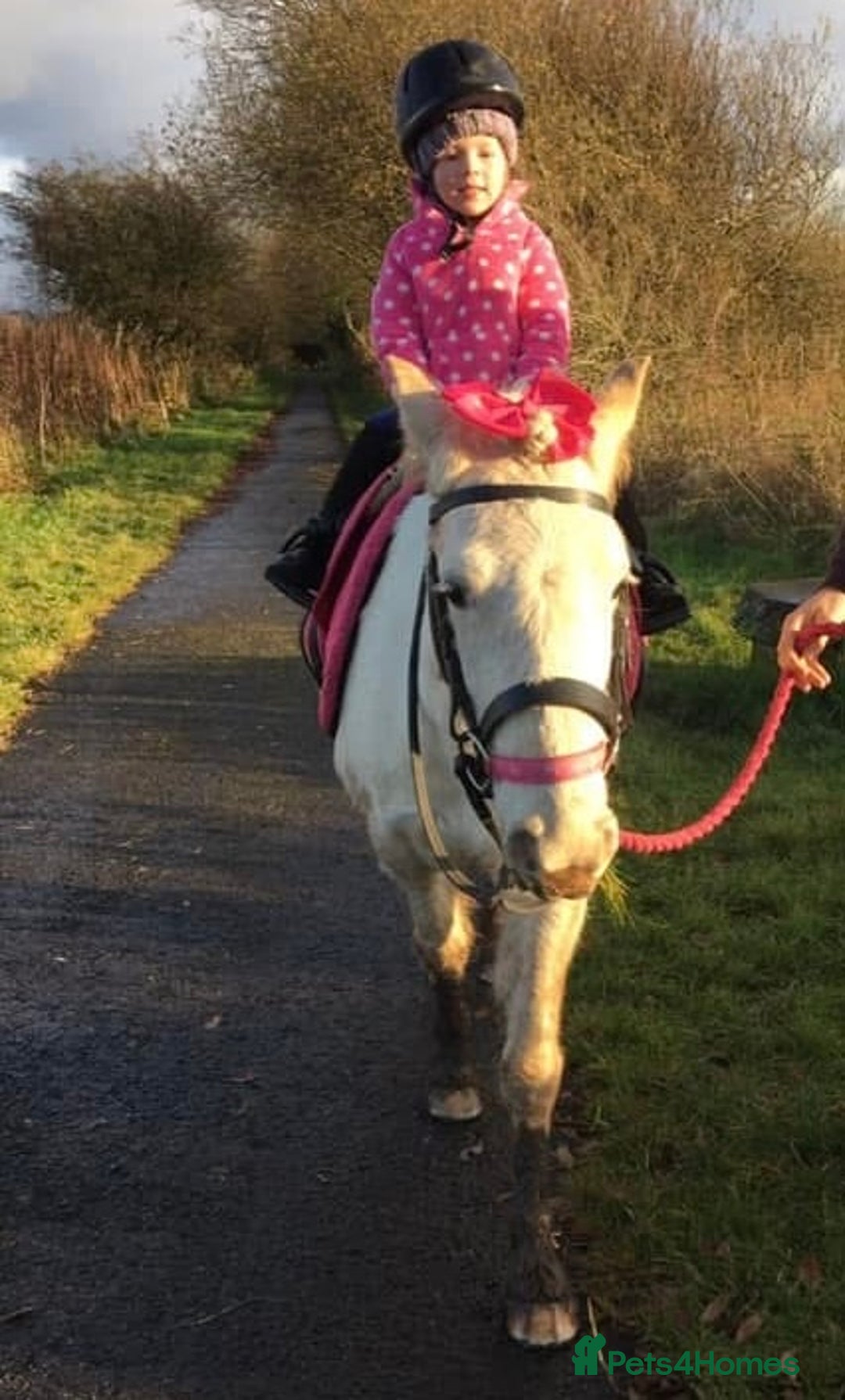 Riding pony horses for sale: For Sale Kids Lead Rein Pony! Safe and Bombproof - Advert 22