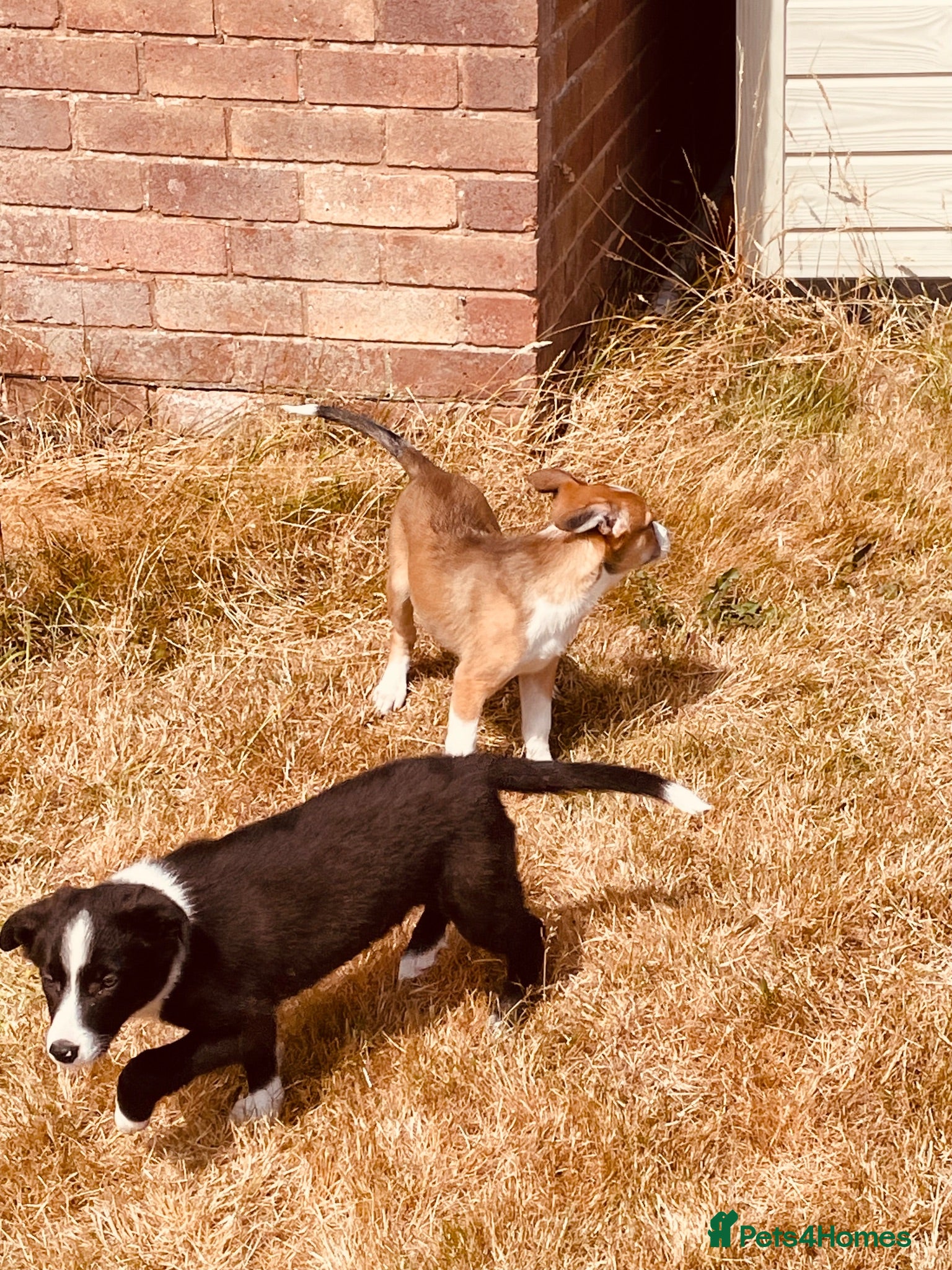 Border Collie dogs Collie puppies for sale - Advert 1