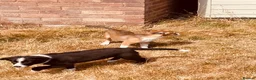 Border Collie dogs for sale: Collie puppies for sale - Advert 8